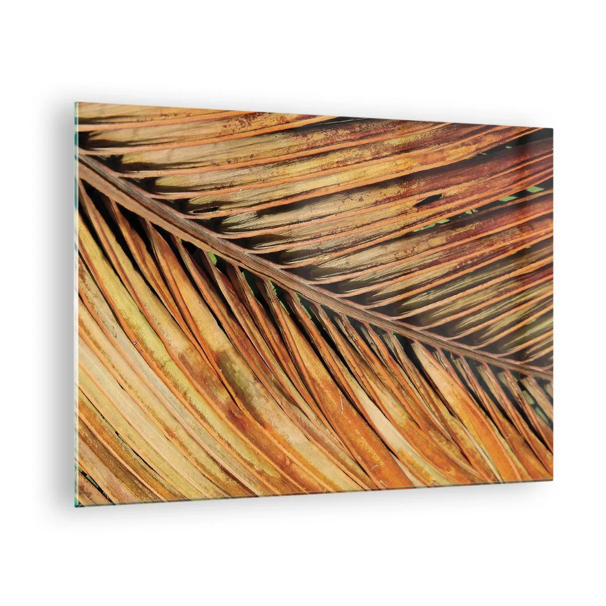 Billede på glas - Nærbillede af tørre, gyldne palmeblade - 70x50cm - Kokosnød guld - Moderne vægdekoration til stue og soveværelse ARTTOR