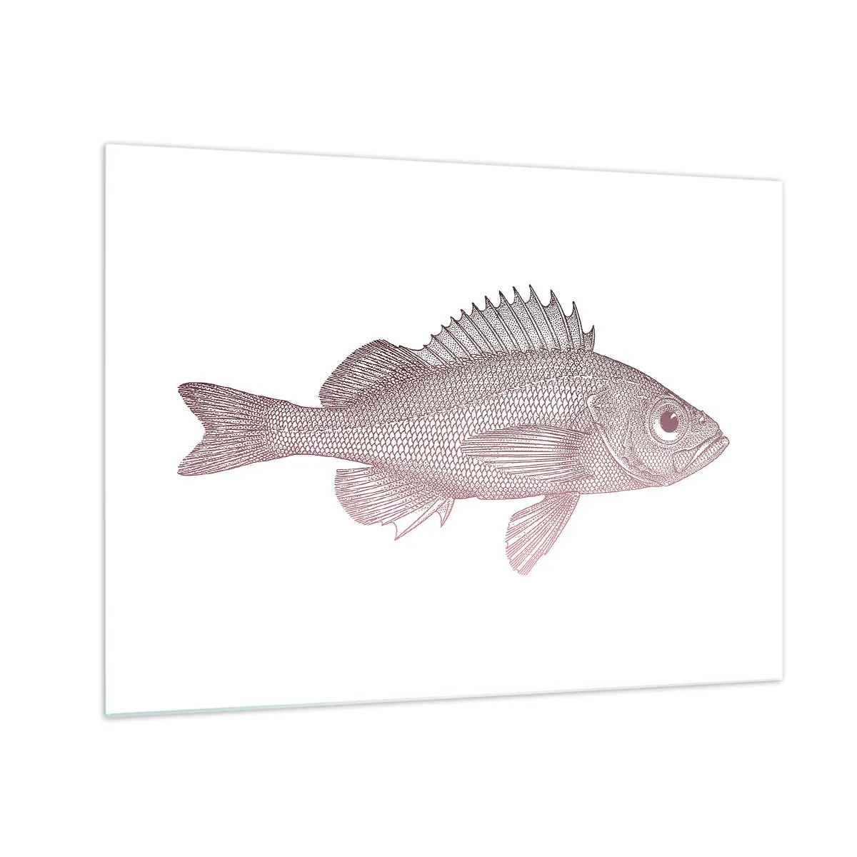Billede på glas - Grafik af en fisk med et stort øje i retrostil på en hvid baggrund - 70x50cm - Fisk med store øjne - Moderne vægdekoration til stue og soveværelse ARTTOR