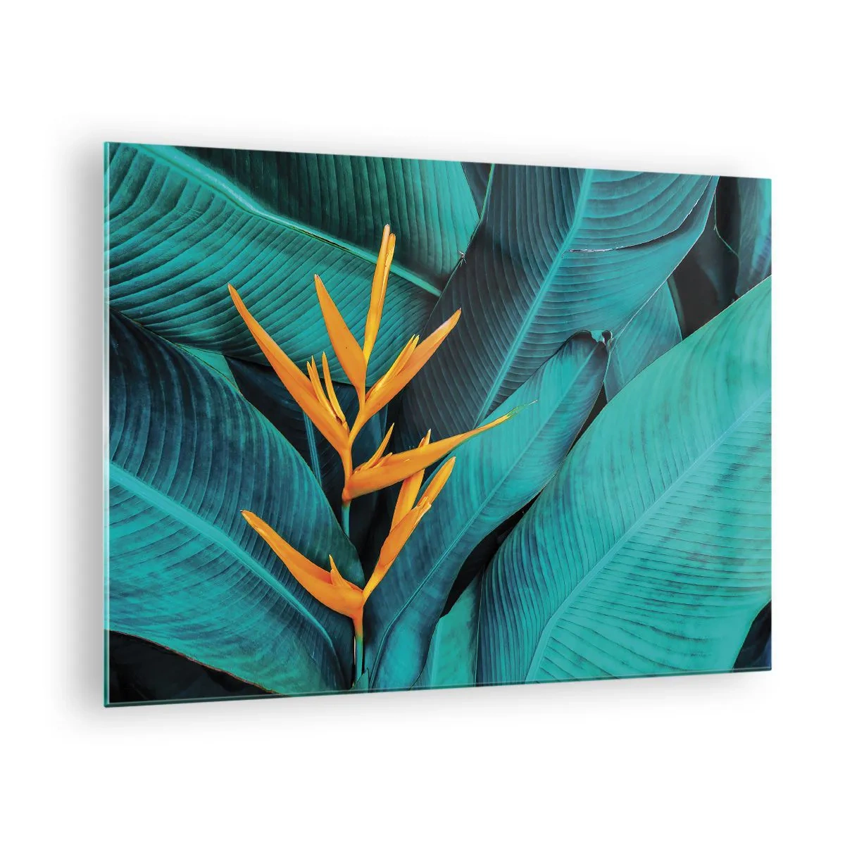 Billede på glas - En eksotisk blomst på en baggrund af store grønne blade. - 70x50cm - Edens blomst - Moderne vægdekoration til stue og soveværelse ARTTOR
