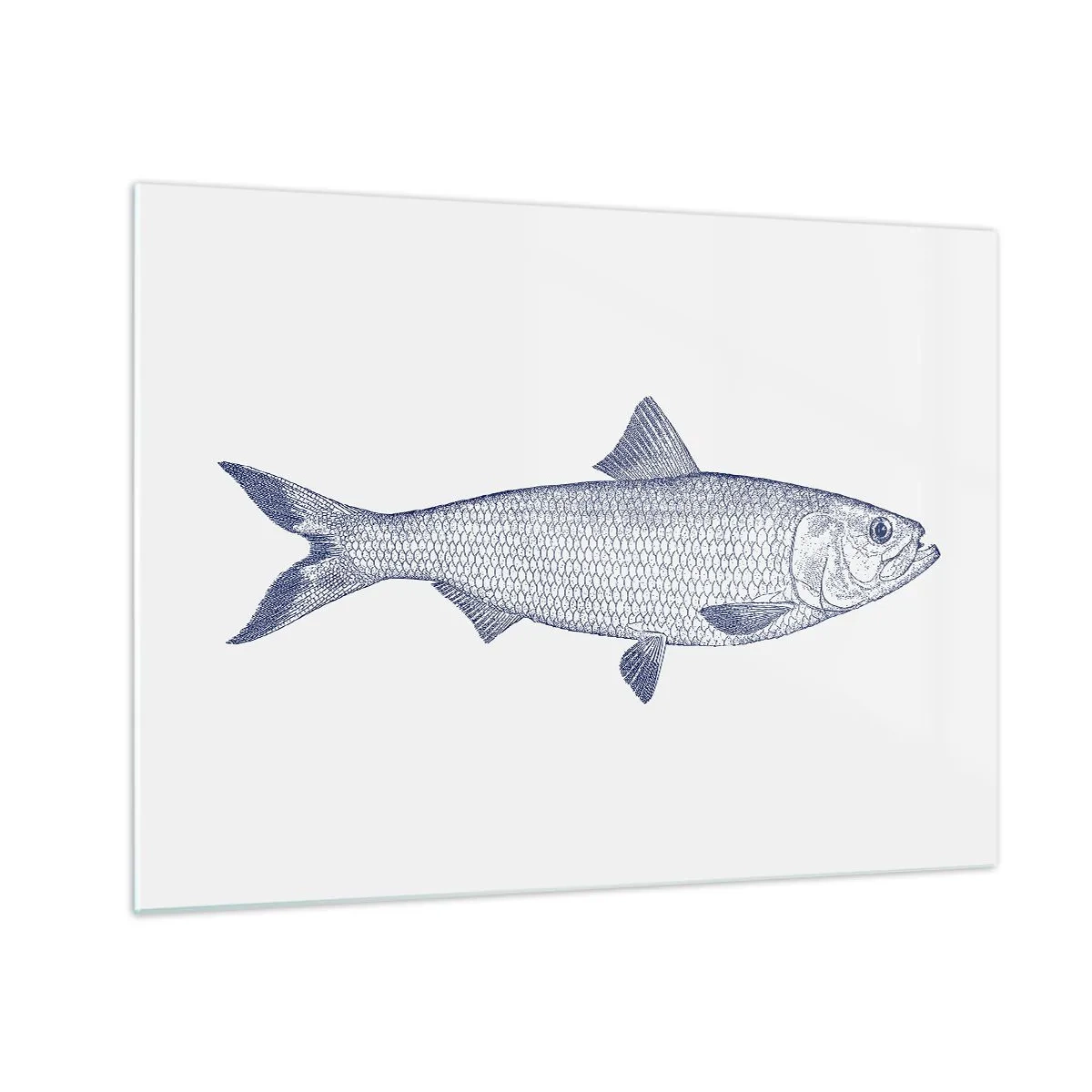 Billede på glas - Skitse af en fisk i vintagestil på en lys baggrund - 70x50cm - Hilsner fra de nordlige have - Moderne vægdekoration til stue og soveværelse ARTTOR