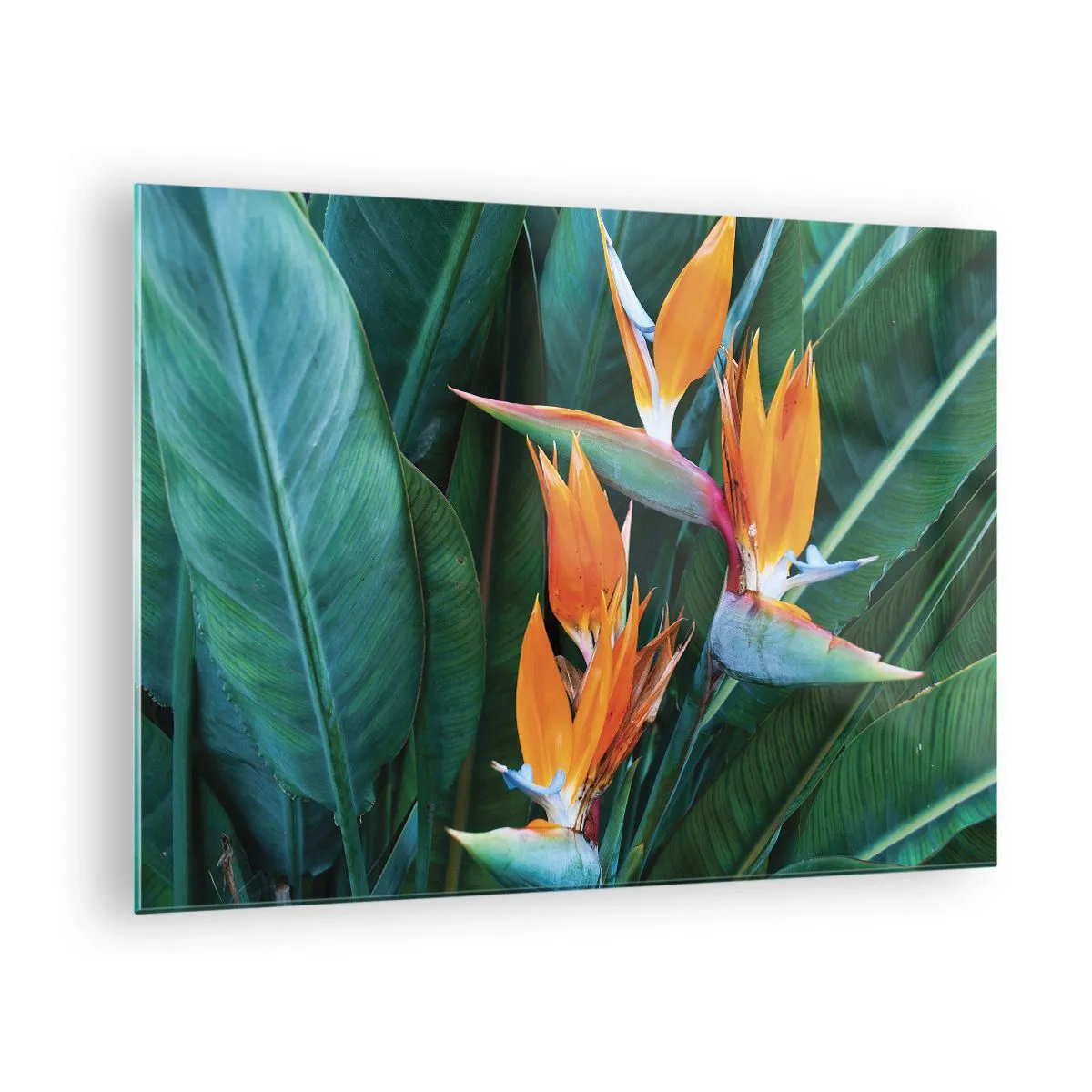 Billede på glas - Eksotiske strelitziablomster blandt store grønne blade - 70x50cm - Er det en blomst eller er det en fugl? - Moderne vægdekoration til stue og soveværelse ARTTOR