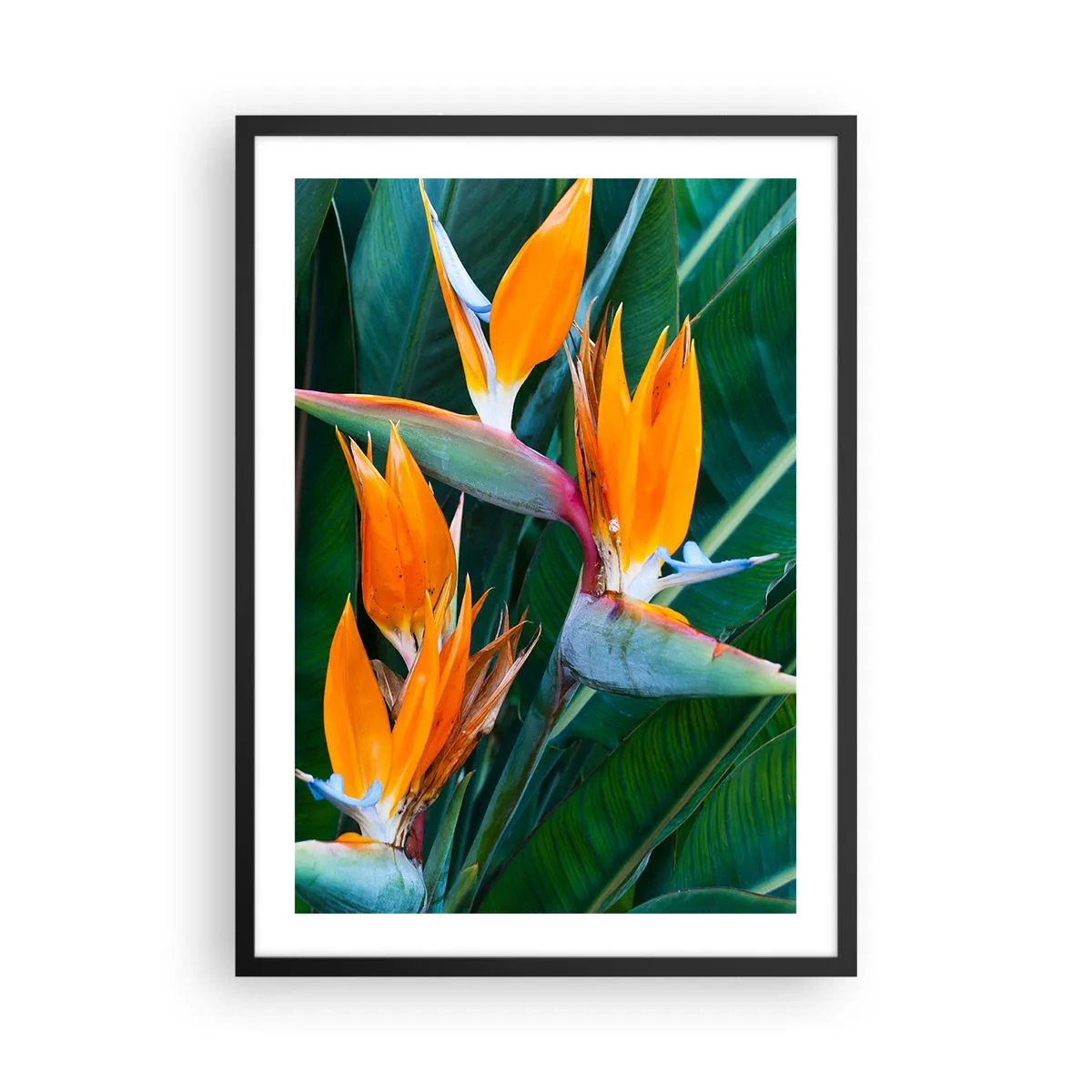 Plakat i sort ramme - Strelitzia-blomster omgivet af grønne blade - 50x70cm - Er det en blomst eller er det en fugl? - Moderne vægdekoration til stue og soveværelse ARTTOR