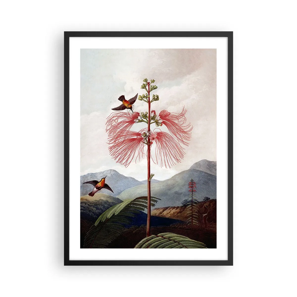 Plakat i sort ramme - Eksotisk blomst med kolibrier blandt bjergene - 50x70cm - I et tropisk paradis - Moderne vægdekoration til stue og soveværelse ARTTOR