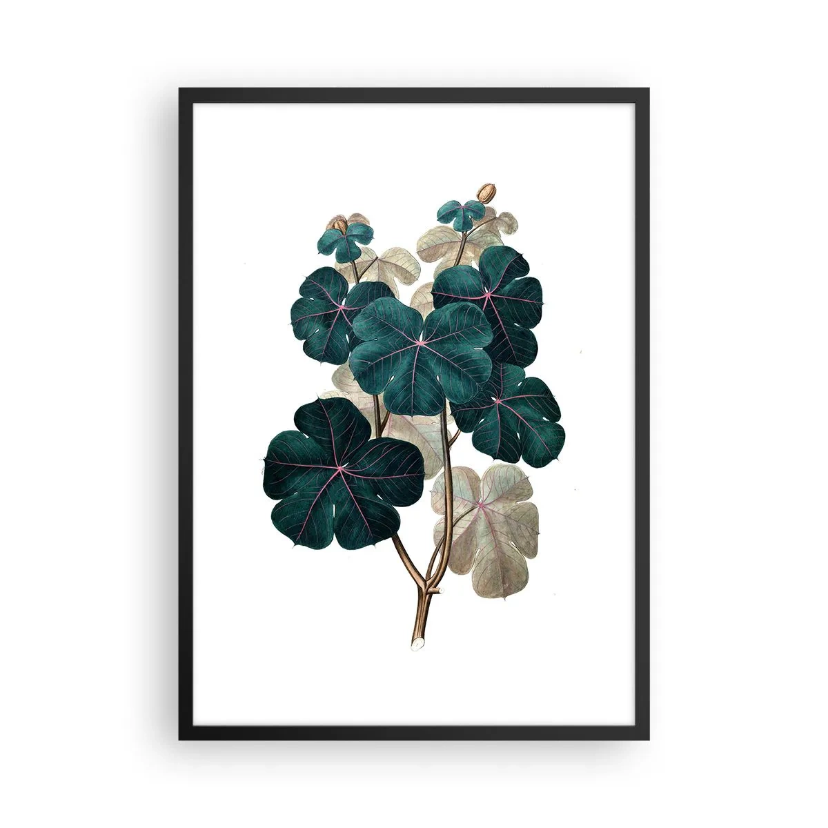 Plakat i sort ramme - Botanisk illustration med mørkegrønne blade på en lys baggrund - 50x70cm - Fra et gammelt herbarium - Moderne vægdekoration til stue og soveværelse ARTTOR