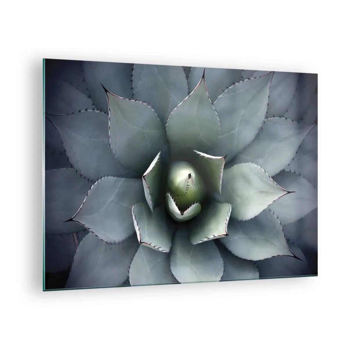 Billede på glas - Et nærbillede af de symmetriske, stålfarvede agaveblade. - 70x50cm - Lokkemad og advarsler - Moderne vægdekoration til stue og soveværelse ARTTOR