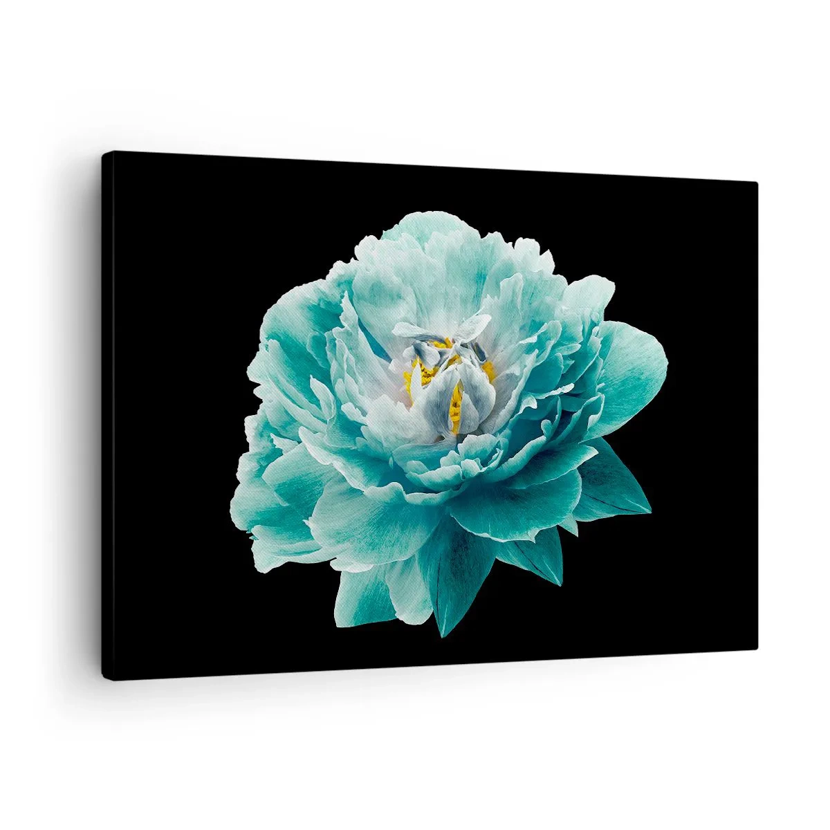 Lærredstryk - Billede på lærred - Turkis pæonblomst på sort baggrund - 70x50cm - Blå og gyldne kronblade - Moderne vægdekoration til stue og soveværelse ARTTOR