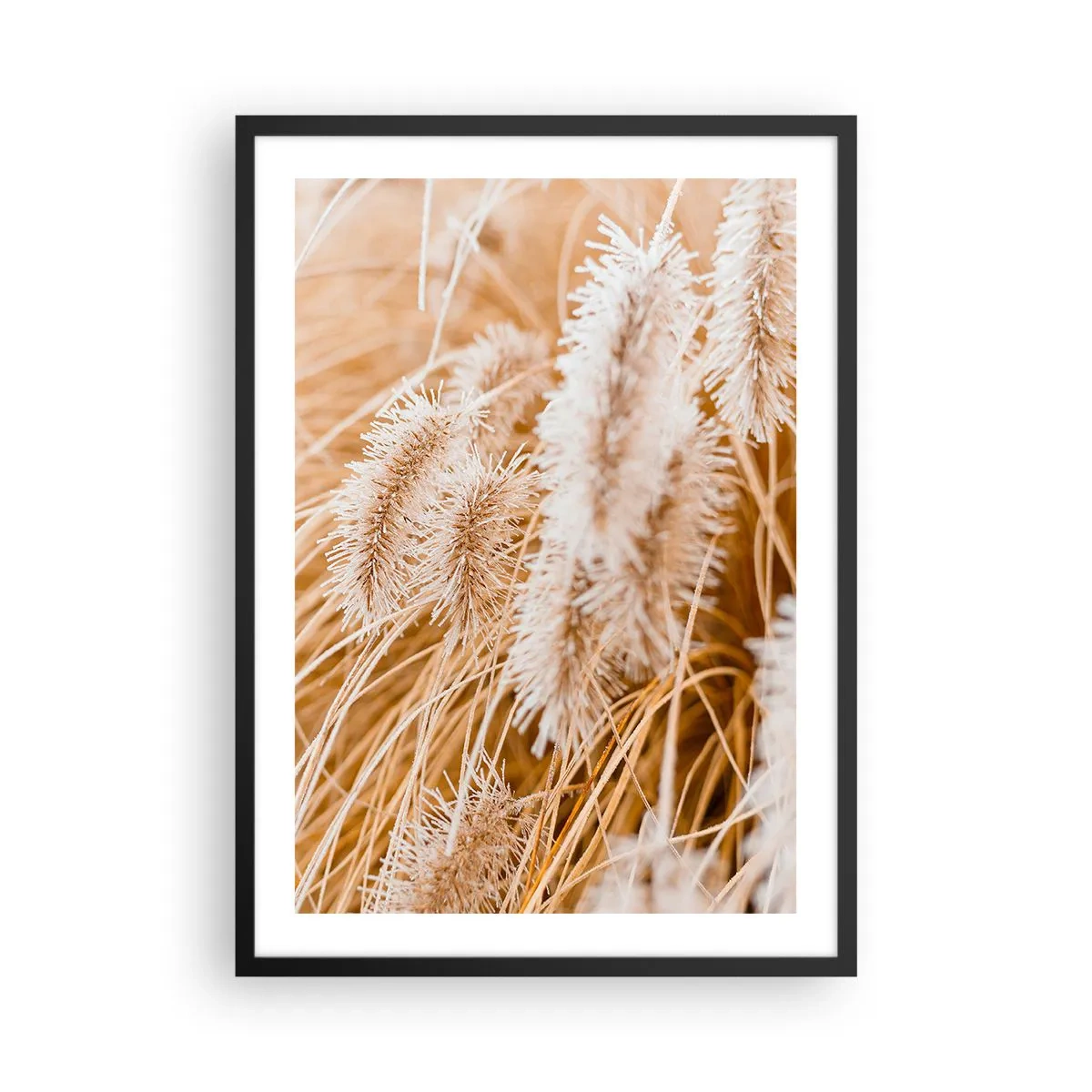 Plakat i sort ramme - Delikate græspigge i pastelfarver af beige - 50x70cm - Gyldent susen af græsser - Moderne vægdekoration til stue og soveværelse ARTTOR